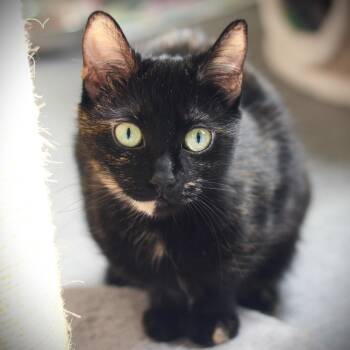 Rescue Domestic Short Hair Cats for Adoption in Amsterdam, New York - Bliss | PetCurious