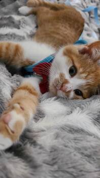 Domestic Short Hair Cats Available for Adoption - Graham Cracker | PetCurious