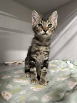 Honey -  Domestic Short Hair Cat for Adoption in Sacramento, California - Honey | PetCurious