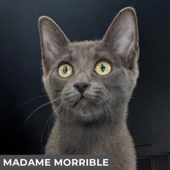 Domestic Short Hair Cats Available for Adoption - Madame Morrible | PetCurious