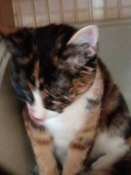 Willow -  Calico Cat for Adoption in Plano, Texas - Willow | PetCurious