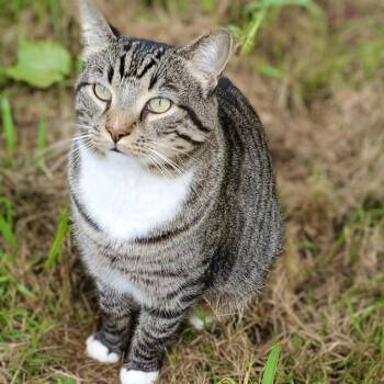 Mikey Boots - URGENT -  Tabby Cat for Adoption in Maryville, Tennessee - Mikey Boots - URGENT | PetCurious