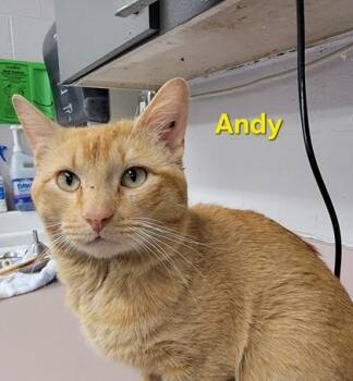 Domestic Short Hair Cats Available for Adoption in Fort Worth, Texas - Andy | PetCurious