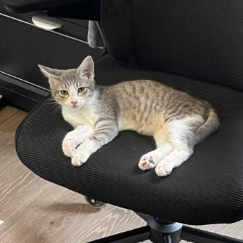 Lettuce -  Domestic Short Hair Cat for Adoption in Morristown, Vermont - Lettuce | PetCurious