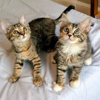 Jasmine & Primrose -  Torbie and Domestic Short Hair Cat for Adoption in UNIVERSITY PA, Maryland - Jasmine & Primrose | PetCurious