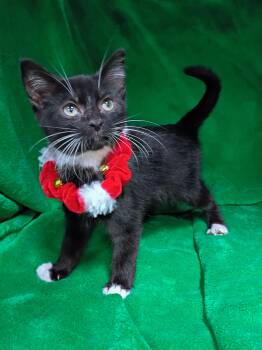 Rescue Domestic Short Hair Cats for Adoption in Morgantown, West Virginia - Calvin Climb | PetCurious