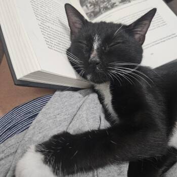 Lilith -  Tuxedo Cat for Adoption in Wilmington, North Carolina - Lilith | PetCurious