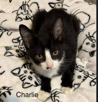 Charlie -  Domestic Short Hair Cat for Adoption in Safety Harbor, Florida - Charlie | PetCurious