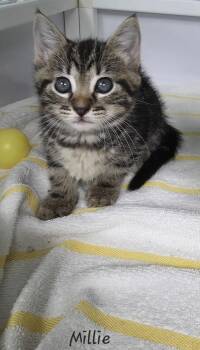 Rescue Domestic Medium Hair Cats for Adoption in Key Largo, Florida - Millie | PetCurious