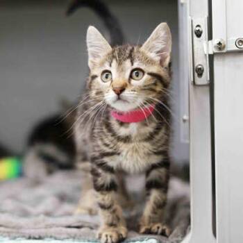 Taco Belle -  Domestic Short Hair Cat for Adoption in Atlanta, Georgia - Taco Belle | PetCurious