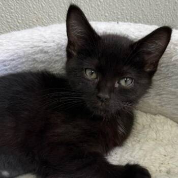 Suduko -  Domestic Short Hair Cat for Adoption in New Philadelphia, Ohio - Suduko | PetCurious
