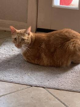 Domestic Short Hair and Tabby Cats Available for Adoption in Rosenberg, Texas - Teddy Boy | PetCurious