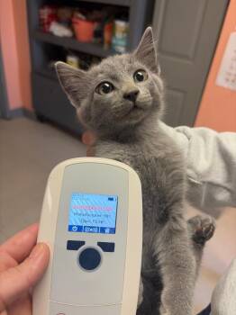 Leo 4 -  Domestic Short Hair Cat for Adoption in Morgantown, Kentucky - Leo 4 | PetCurious
