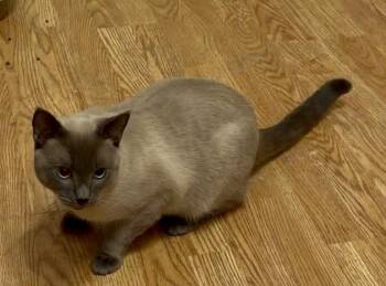 Frankie -  Siamese Cat for Adoption in Corpus Christi, Texas - Frankie | PetCurious
