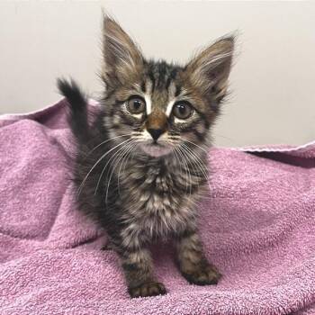Speedy Gonzales -  Domestic Short Hair Cat for Adoption in Los Angeles, California - Speedy Gonzales | PetCurious