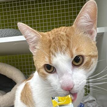Rescue Domestic Short Hair Cats for Adoption - Colby Jack | PetCurious