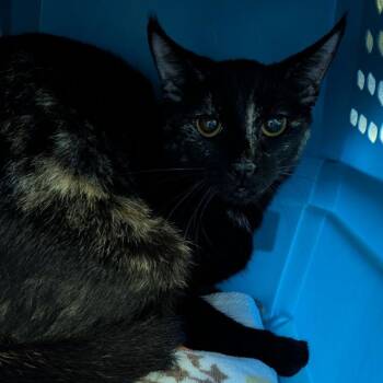 Mindy -  Domestic Short Hair Cat for Adoption in Fairport, New York - Mindy | PetCurious