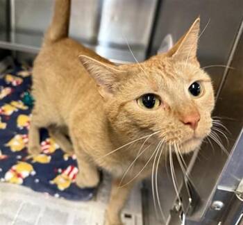 Domestic Short Hair Cats Available for Adoption in Aurora, Illinois - GOLDIE | PetCurious