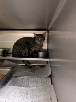 Rescue Tabby Cats for Adoption in Nacogdoches, Texas - Milford | PetCurious