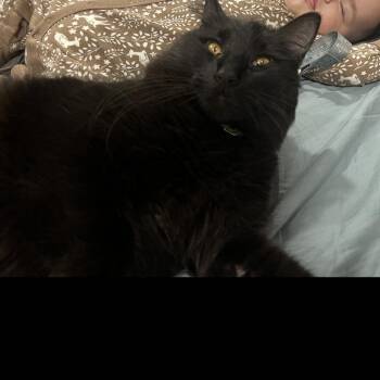 Rescue Domestic Medium Hair Cats for Adoption in Sacramento, California - Ziggy | PetCurious