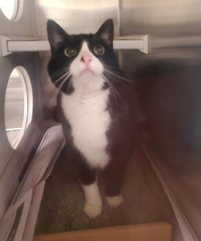 Domestic Short Hair Cats Available for Adoption in St. Louis, Missouri - MOXI | PetCurious