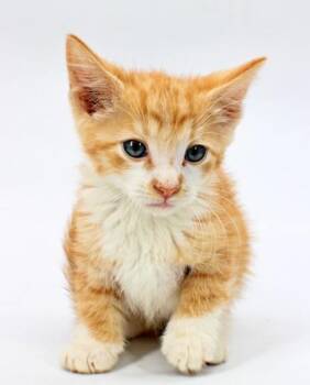 Surya -  Domestic Short Hair Cat for Adoption in Morton Grove, Illinois - Surya | PetCurious