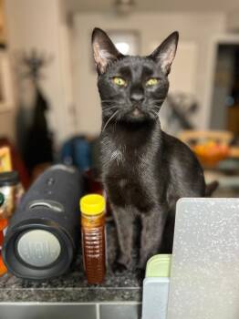 Rescue Domestic Short Hair Cats for Adoption in Sunrise, Florida - Susan Storm | PetCurious