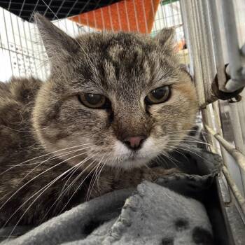 Cadence -  Domestic Short Hair Cat for Adoption in Kanab, Utah - Cadence | PetCurious