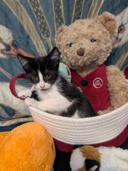 Frontier -  Domestic Short Hair Cat for Adoption in Oviedo, Florida - Frontier | PetCurious