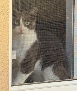 Rescue Domestic Short Hair Cats for Adoption in Palo Alto, California - Elle | PetCurious