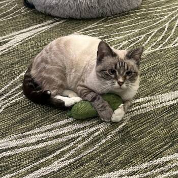 Domestic Short Hair and Siamese Cats Available for Adoption - Salem | PetCurious