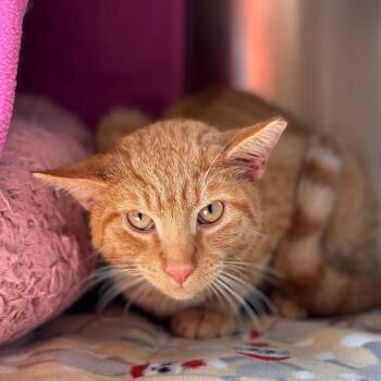 Domestic Short Hair Cats Available for Adoption in Nashville, Indiana - Dipper | PetCurious