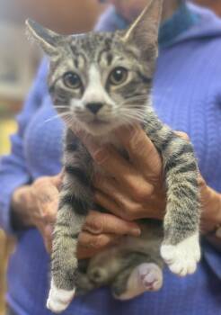 Rescue Domestic Short Hair Cats for Adoption in Danielsville, Georgia - Simon | PetCurious