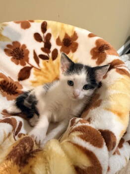Rescue Domestic Short Hair Cats for Adoption in Rustburg, Virginia - Oreo: Not At The Shelter (Faith) Available 11/8 | PetCurious