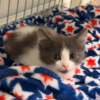 Mr. Green -  Domestic Short Hair Cat for Adoption in Georgetown, Kentucky - Mr. Green | PetCurious
