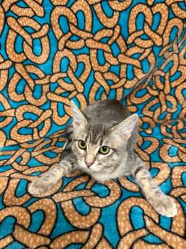 Turmeric -  Tabby Cat for Adoption in Newberg, Oregon - Turmeric | PetCurious