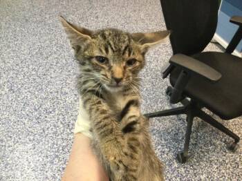 A1921570 -  Domestic Short Hair Cat for Adoption in Thousand Palms, California - A1921570 | PetCurious