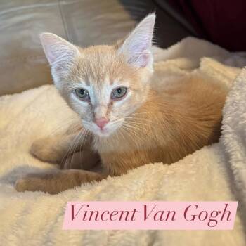 Domestic Short Hair Cats Available for Adoption in League City, Texas - Vincent Van Gogh | PetCurious