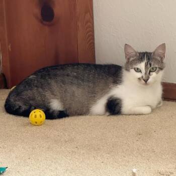 Rescue Domestic Short Hair Cats for Adoption in Warr Acres, Oklahoma - Trinity | PetCurious