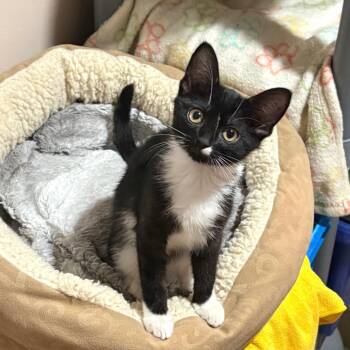 Allyson -  Domestic Short Hair Cat for Adoption in Wheeling, Illinois - Allyson | PetCurious