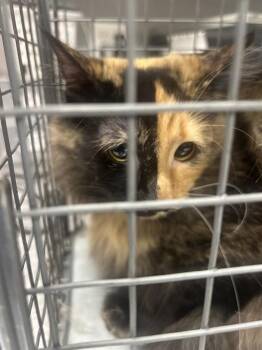 Domestic Short Hair Cats Available for Adoption in Las Vegas, Nevada - RUBY | PetCurious