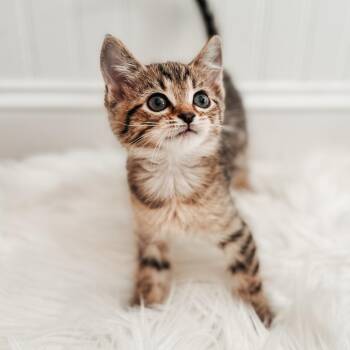 Tori -  Domestic Short Hair Cat for Adoption in Brownsboro, Alabama - Tori | PetCurious