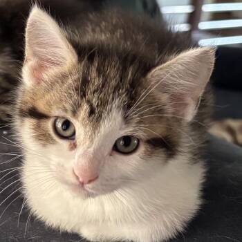 Domestic Short Hair Cats Available for Adoption in Cumming, Georgia - Estrella | PetCurious