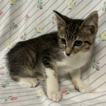 Frittata -  Domestic Short Hair Cat for Adoption in Coos Bay, Oregon - Frittata | PetCurious