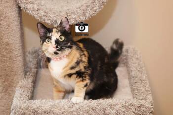Domestic Short Hair Cats Available for Adoption - Jyn | PetCurious