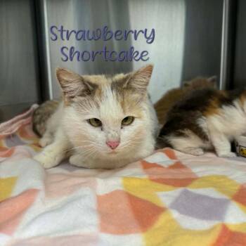 Domestic Short Hair Cats Available for Adoption in Parkersburg, West Virginia - Strawberry Shortcake | PetCurious