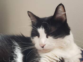 Rescue Domestic Long Hair Cats for Adoption in Villa Park, California - Nimue | PetCurious