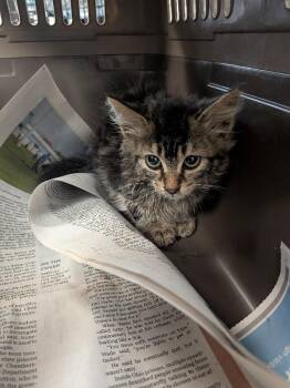 Caprese -  Domestic Long Hair Cat for Adoption in Cincinnati, Ohio - Caprese | PetCurious