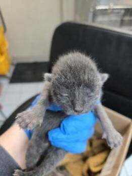 Domestic Short Hair Cats Available for Adoption in Roseville, California - Snippet | PetCurious
