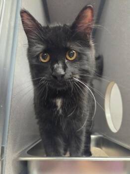 Autumn -  Domestic Medium Hair Cat for Adoption in Canon City, Colorado - Autumn | PetCurious